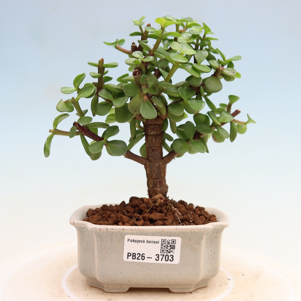 Izbové bonsaje - Portulakaria Afra - Tlustice