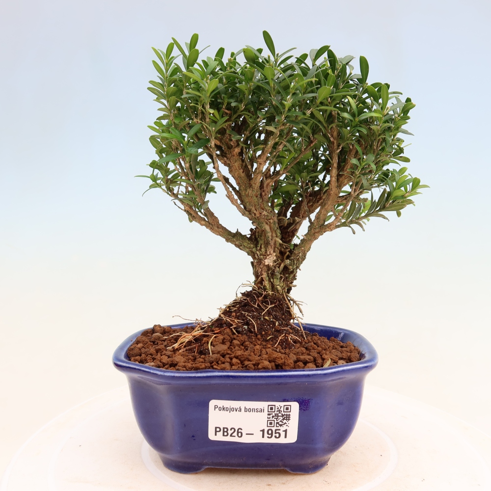 Izbové bonsaje - Buxus harlandii - korkový buxus
