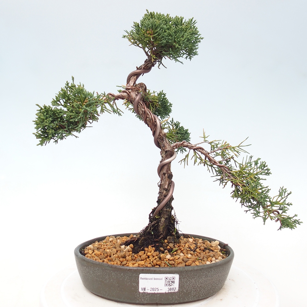 Vonkajší bonsaj - Juniperus chinensis Kishu