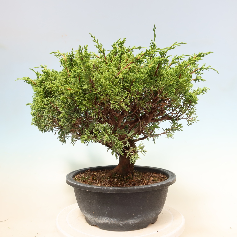 Vonkajší bonsai – Juniperus chinensis Itoigawa – čínsky jalovec