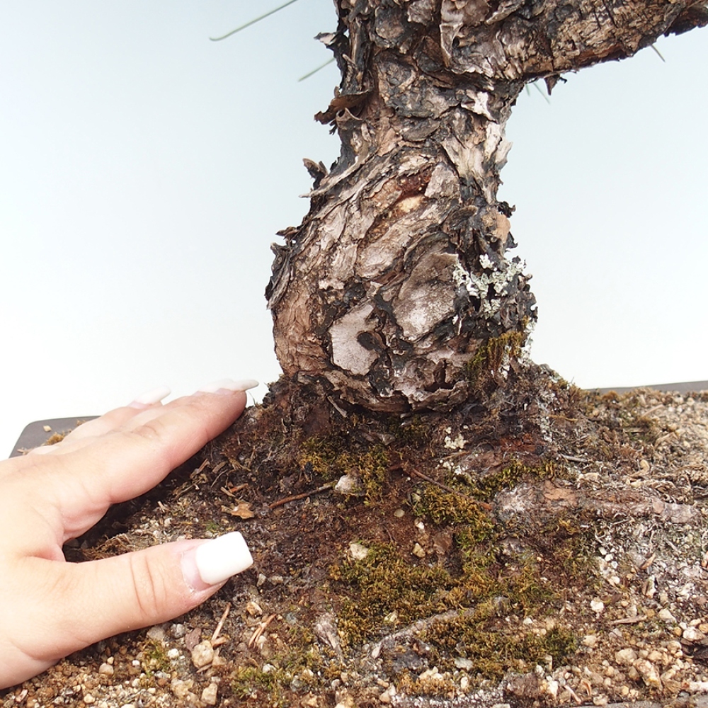 Vonkajšie bonsaje - Pinus thunbergii - borovica Thunbergova