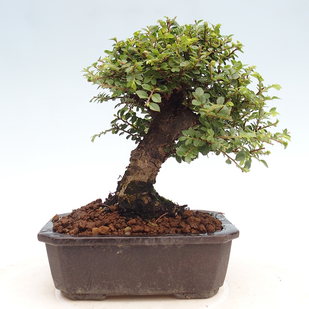 Vonkajší bonsai - Ulmus parvifolia Hokkaido - brest Čínsky