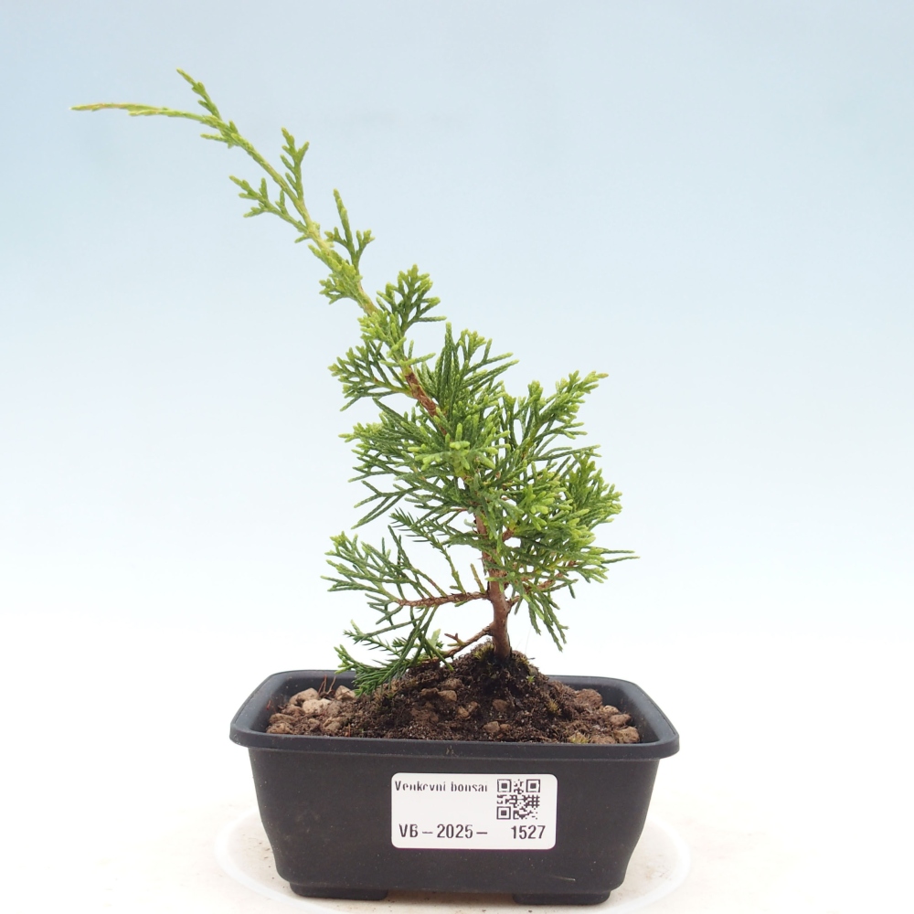 Vonkajší bonsai - Juniperus chinensis Itoigawa -Jalovec čínsky