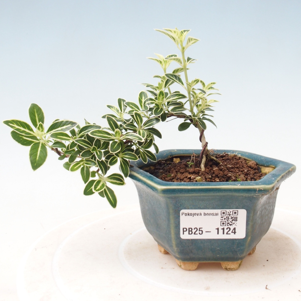Izbová bonsai - Serissa foetida Variegata - Strom tisíce hviezd