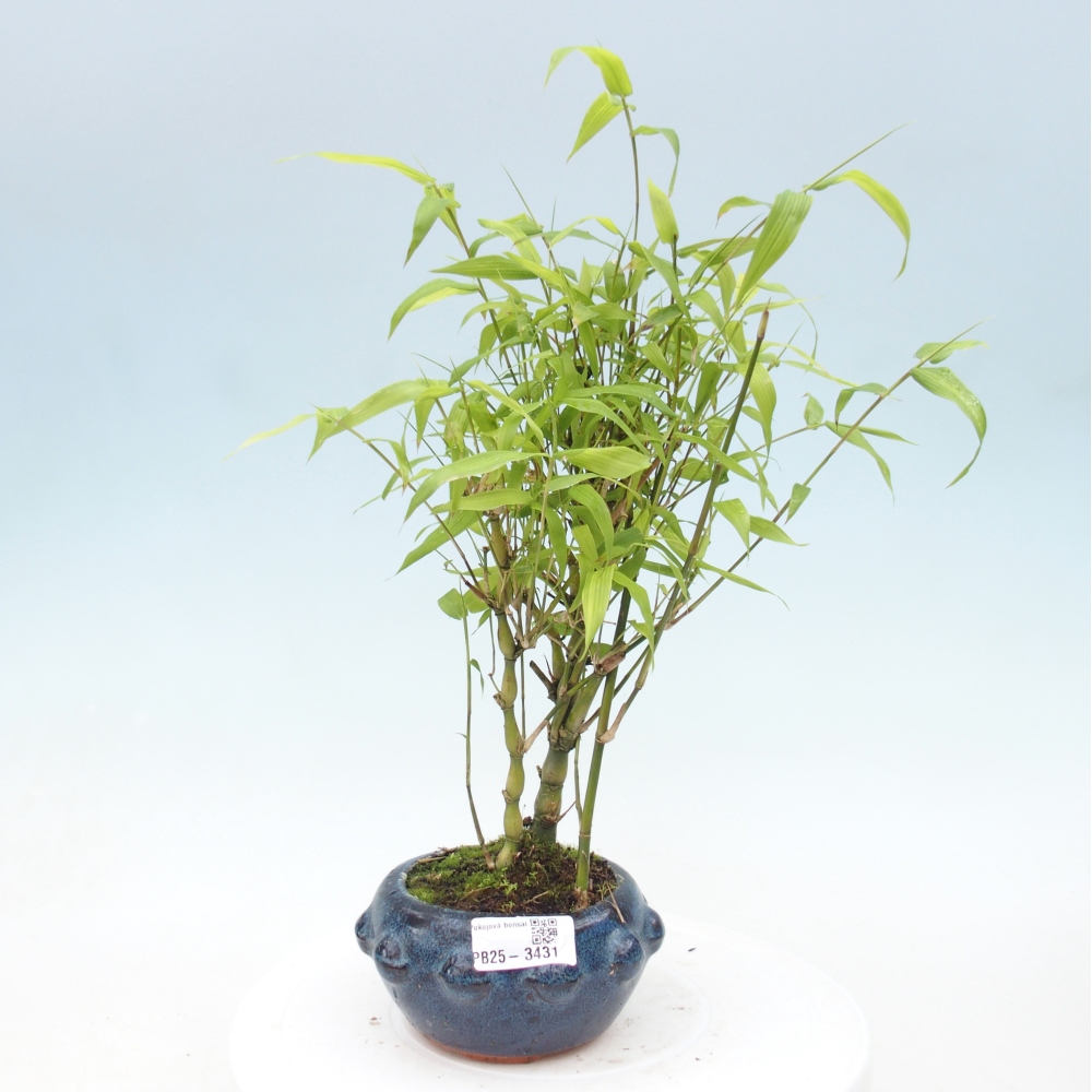 Izbové bonsaje - Bambusové brucho - Bambusové brucho