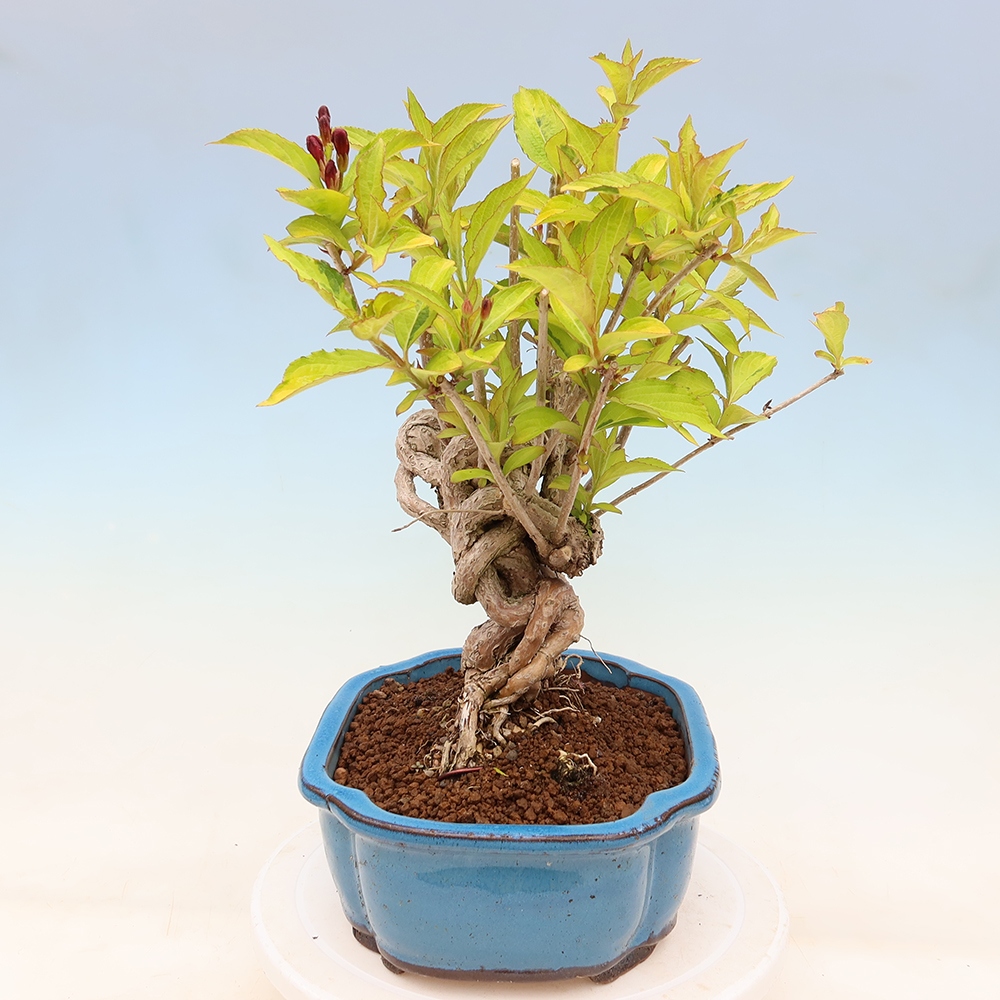 Vonkajší bonsai – Weigela subsessilis – vajgélia kórejská