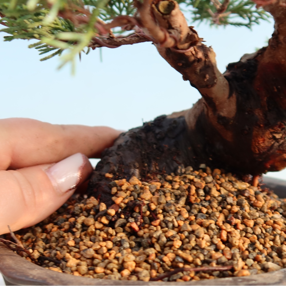 Vonkajší bonsai - Juniperus chinensis Itoigawa -Jalovec čínsky