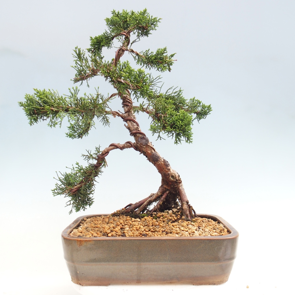 Vonkajšie bonsai - Juniperus chinensis Kishu -Jalovec čínsky