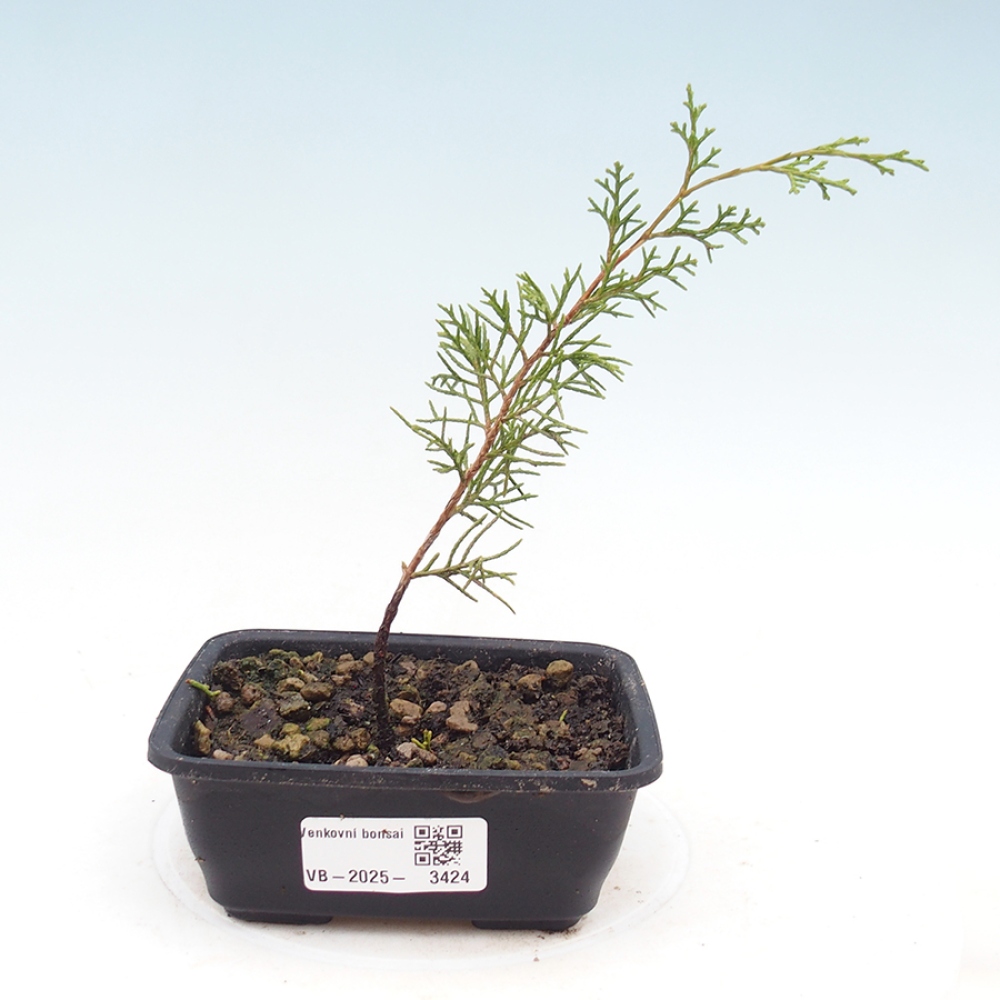 Vonkajší bonsaj - Juniperus chinensis Itoigawa