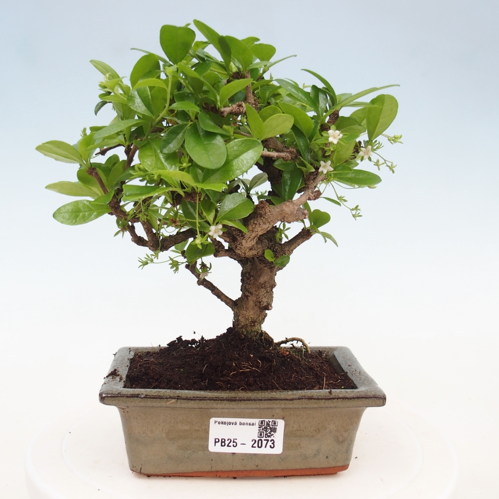 Izbová bonsai - Carmona macrophylla - Čaj fuki