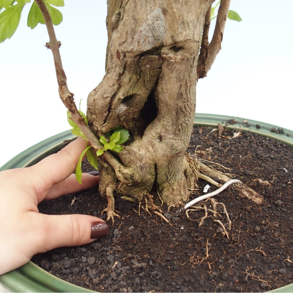 Izbový bonsaj - Duranta erecta Aurea - len osobný odber alebo preprava na paletách