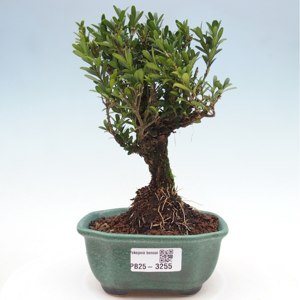 Izbové bonsaje - Buxus harlandii - korkový buxus