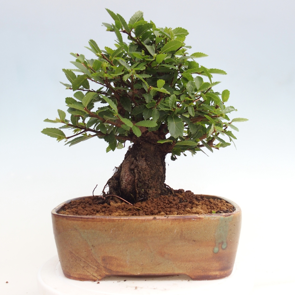 Vonkajšie bonsai - Zelkova - Zelkova Nirom