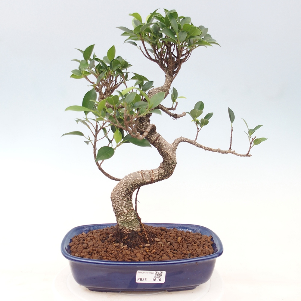 Izbové bonsaje - Ficus kimmen - drobnolistý fikus