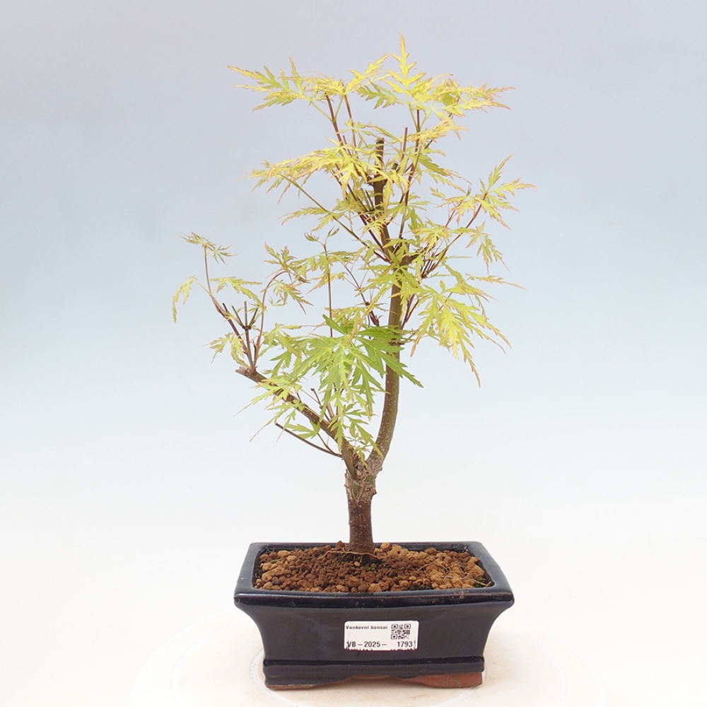 Vonkajšie bonsai - Acer palmatum Dissectum - Javor dlaňolistý 