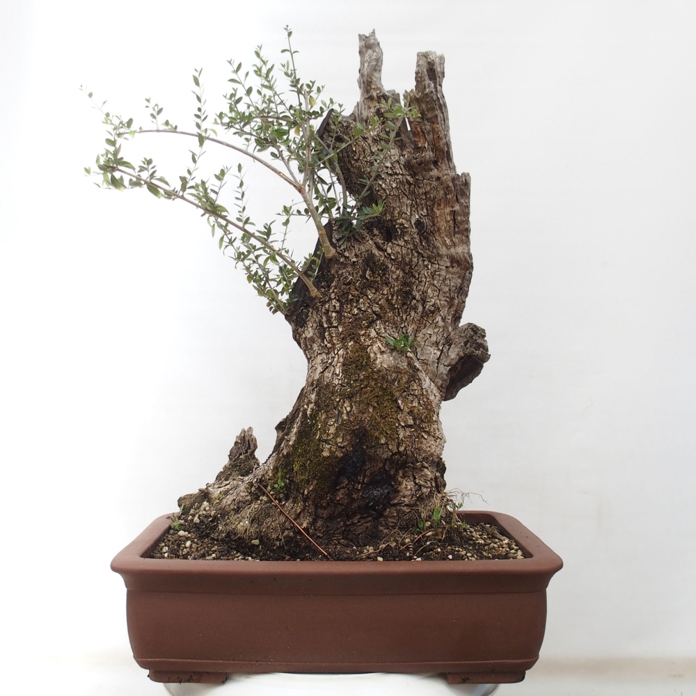Izbová bonsai - Olea europaea sylvestris -Oliva evropská drobnolistá