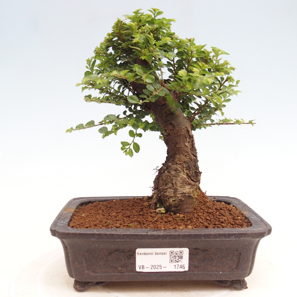 Vonkajší bonsai - Ulmus parvifolia Hokkaido - brest Činski