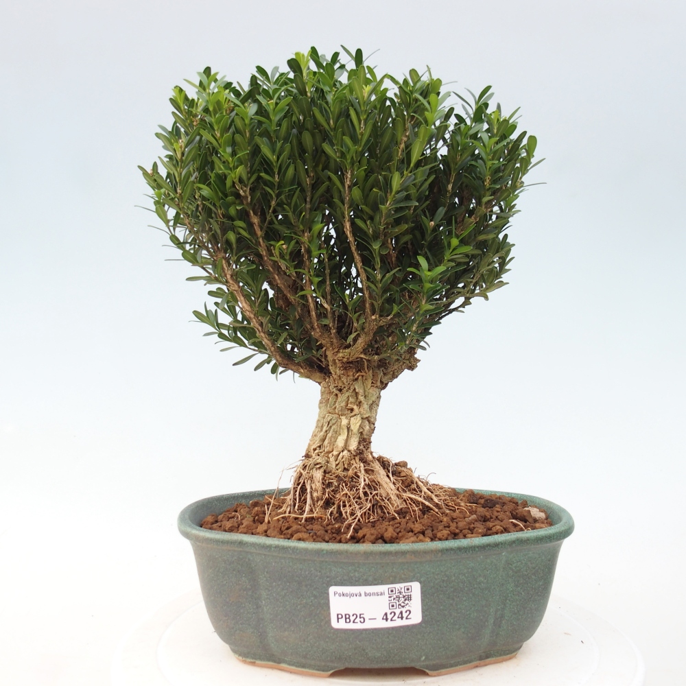Izbové bonsaje - Buxus harlandii - korkový buxus
