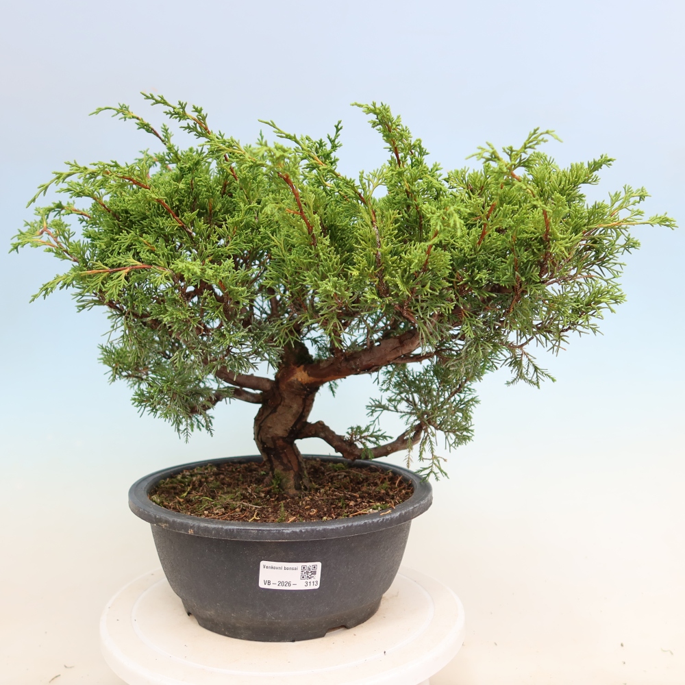 Vonkajší bonsai – Juniperus chinensis Itoigawa – čínsky jalovec