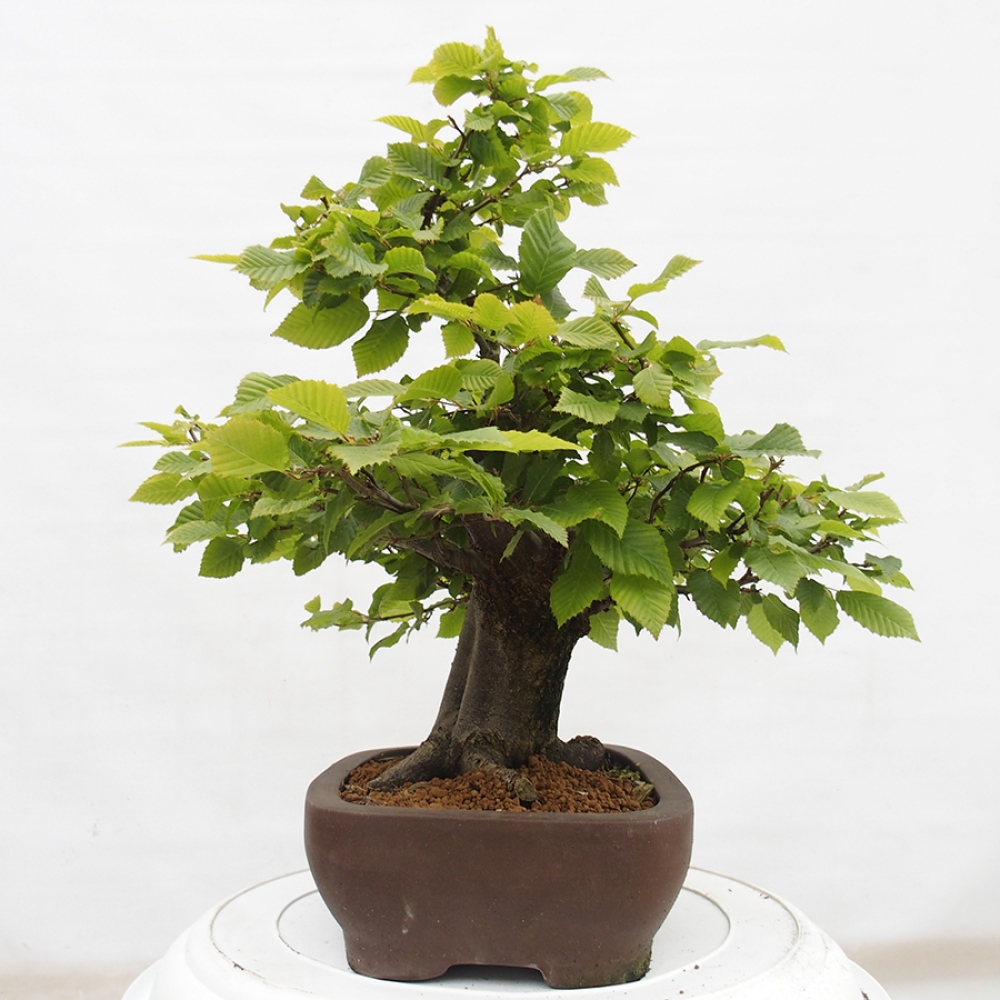 Vonkajší bonsai - Hrab obyčajný - Carpinus betulus