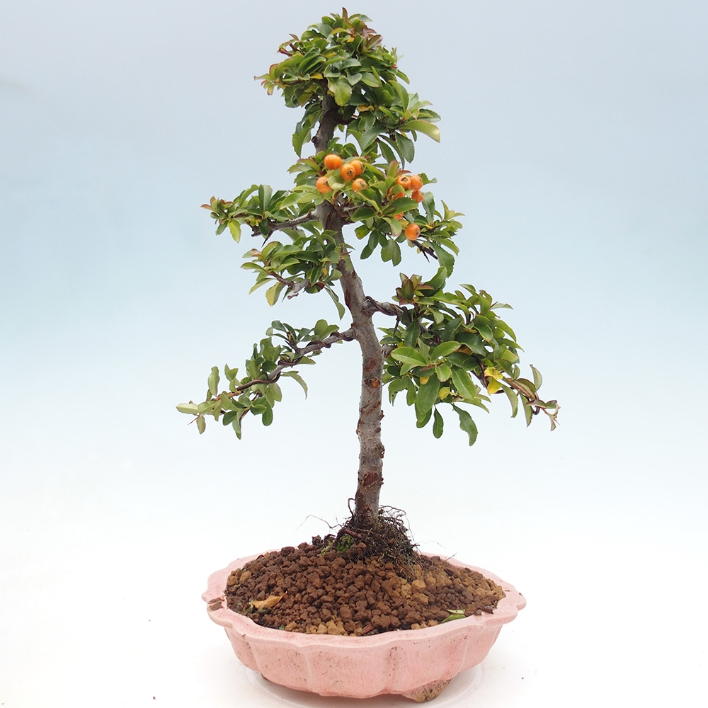 Vonkajšie bonsaje-Pyracantha Teton -Hlox