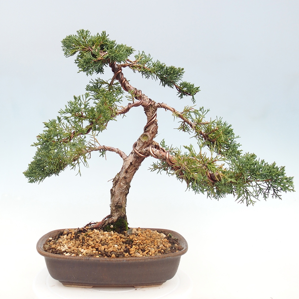 Vonkajší bonsaj - Juniperus chinensis Kishu