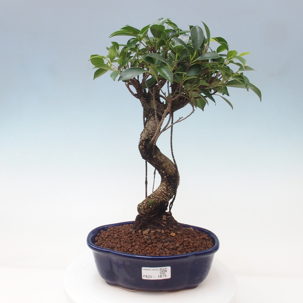 Izbová bonsai - Ficus retusa - malolistá fikus
