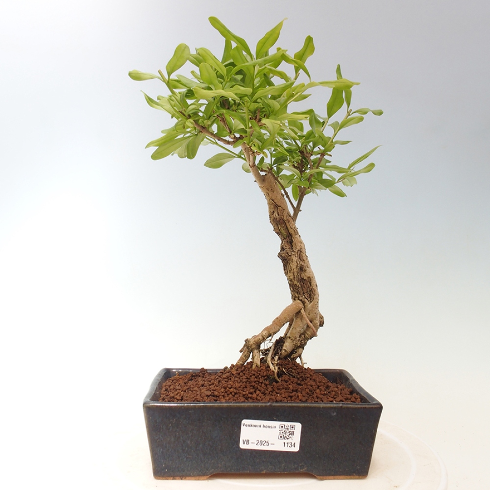 Vonkajšie bonsai - Prunus spinosa - trnka