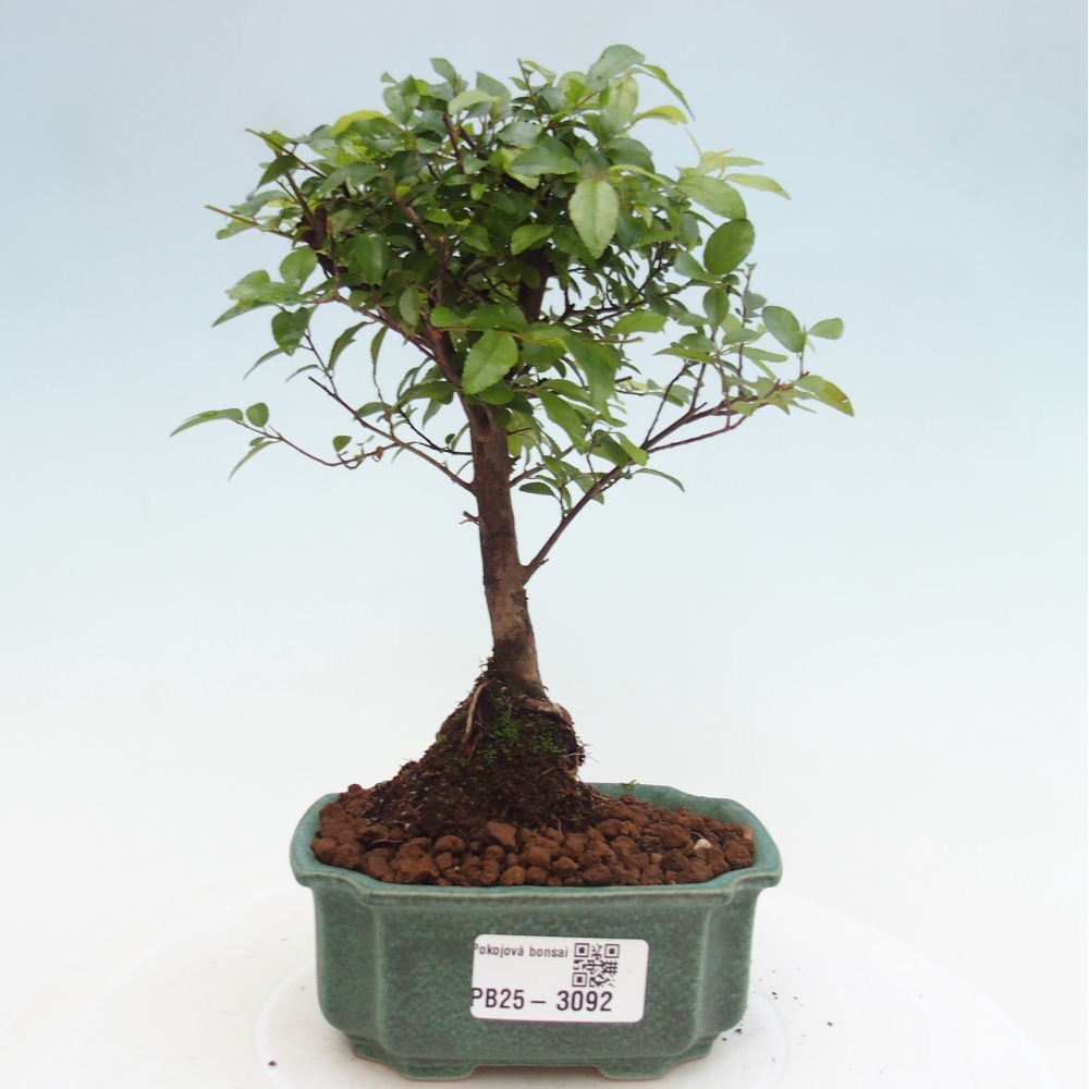 Izbová bonsai - Sagerécie thea - Sagerécie thea