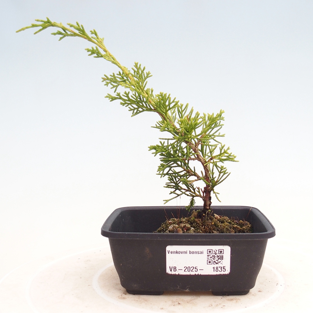 Vonkajší bonsai - Juniperus chinensis Itoigawa -Jalovec čínsky