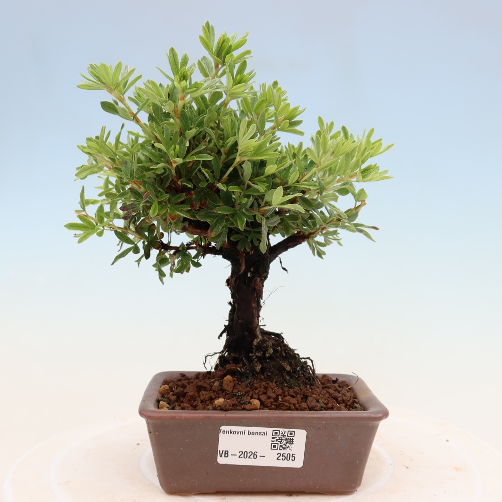 Vonkajšie bonsaje - Potentila fruticosa