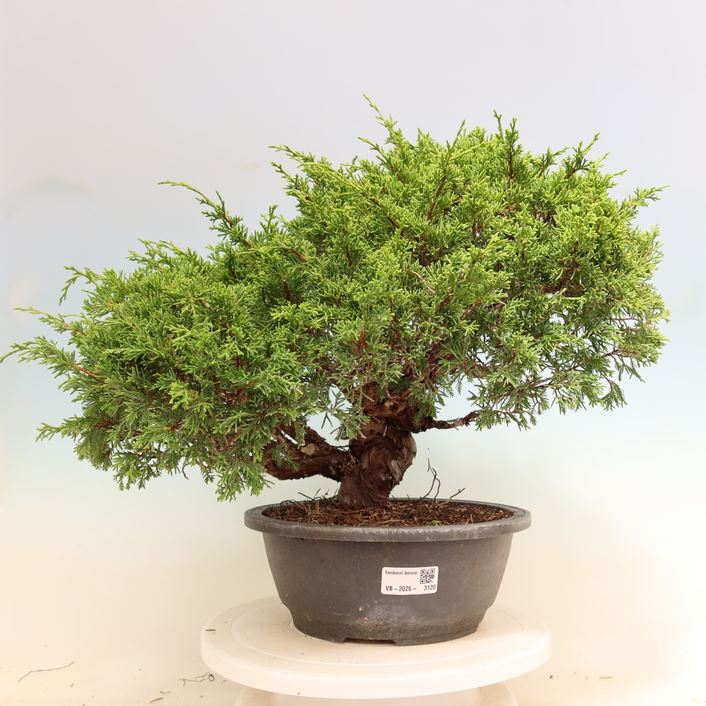Vonkajší bonsai – Juniperus chinensis Itoigawa – čínsky jalovec