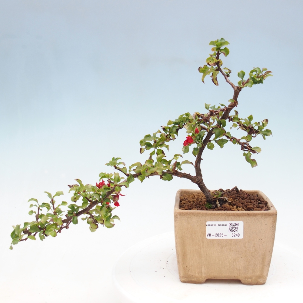 Vonkajšie bonsai - Chaneomeles s. Red Joy - Dulovec