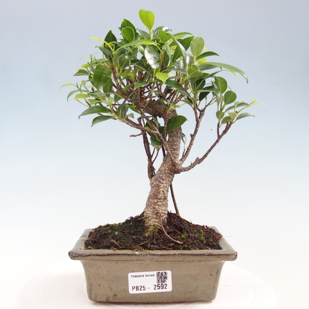 Izbová bonsai - Ficus retusa - malolistý fikus