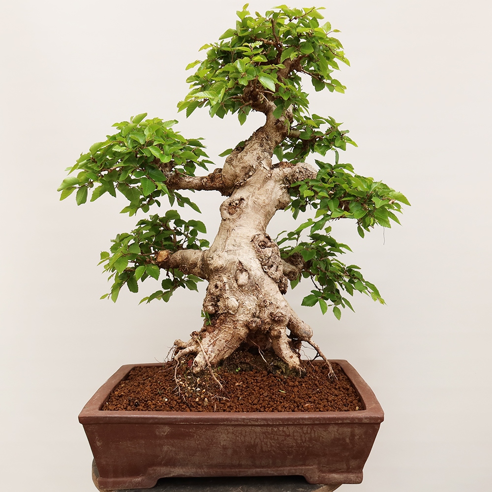 Vonkajší bonsai -Carpinus Coreana - Hrab kórejský