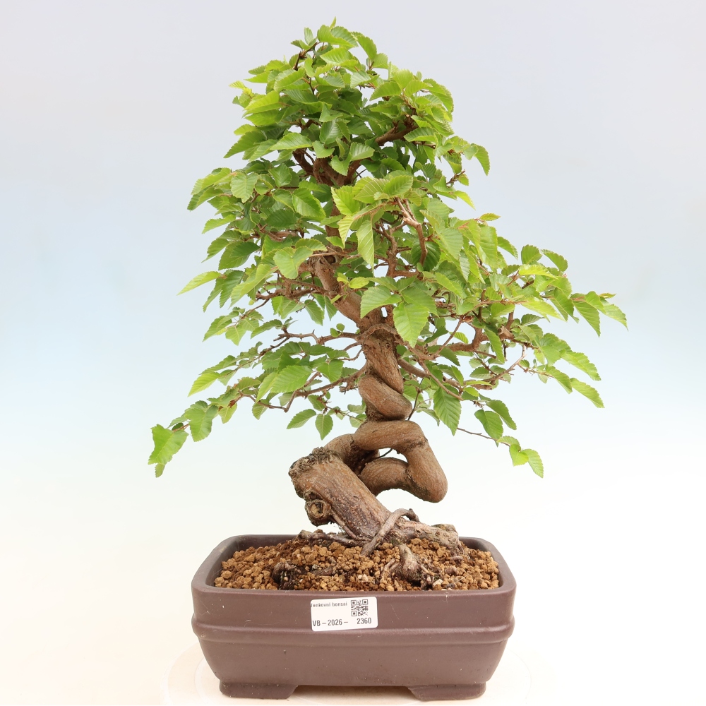 Vonkajší bonsaj -Carpinus coreana - Hrab kórejský