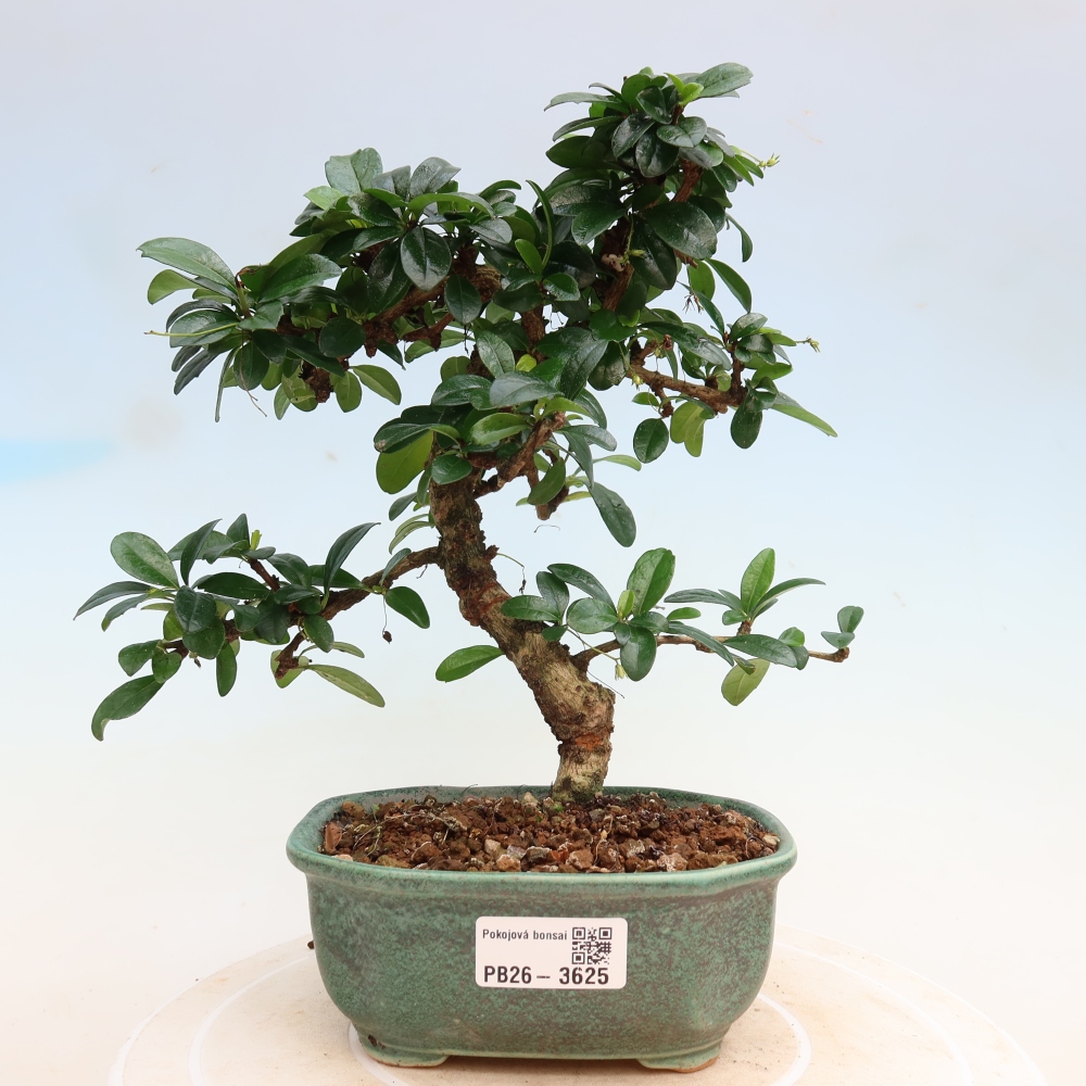 Izbové bonsaje - Carmona macrophylla - Tea fuki