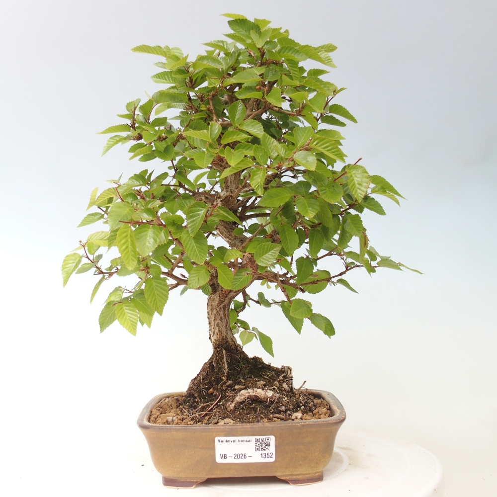 Vonkajšie bonsaje -Carpinus CARPINOIDES - Hrab kórejský