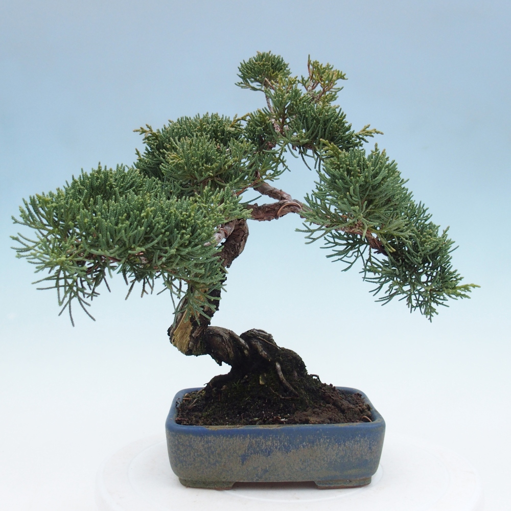 Vonkajšie bonsai - Juniperus chinensis Kishu -Jalovec čínsky