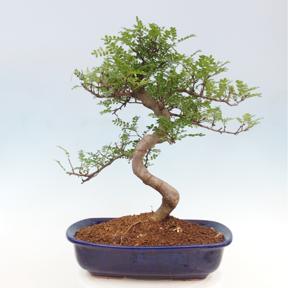 Izbová bonsai - Zantoxylum piperitum - korenistý