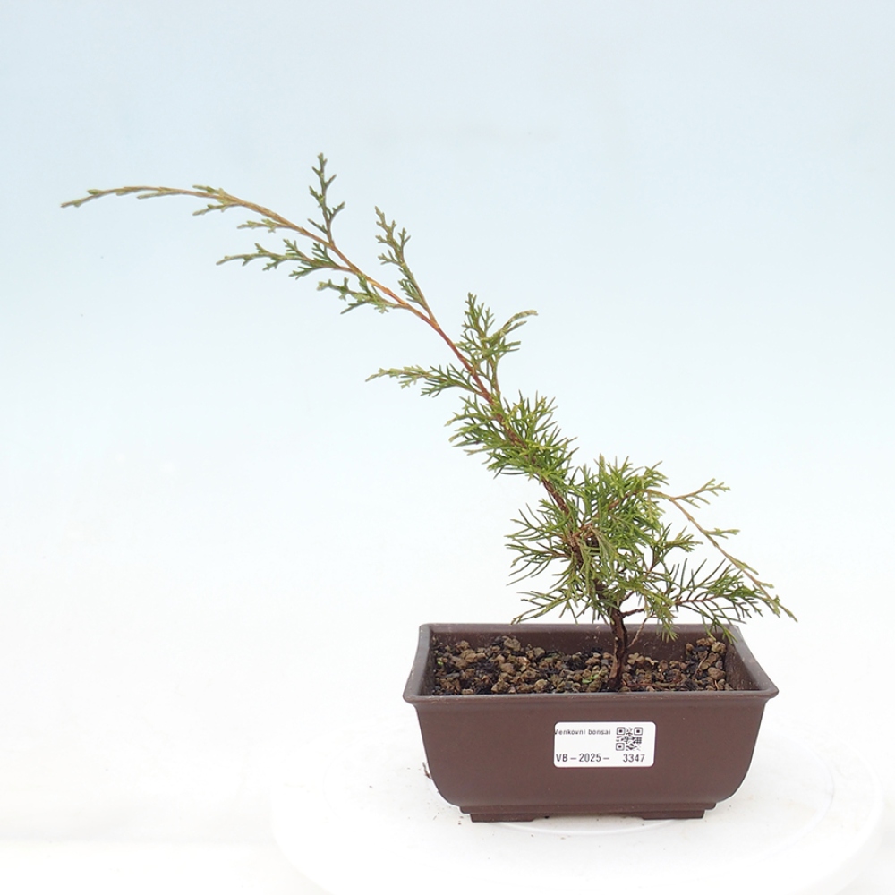 Vonkajší bonsai - Juniperus chinensis Itoigawa -Jalovec čínsky
