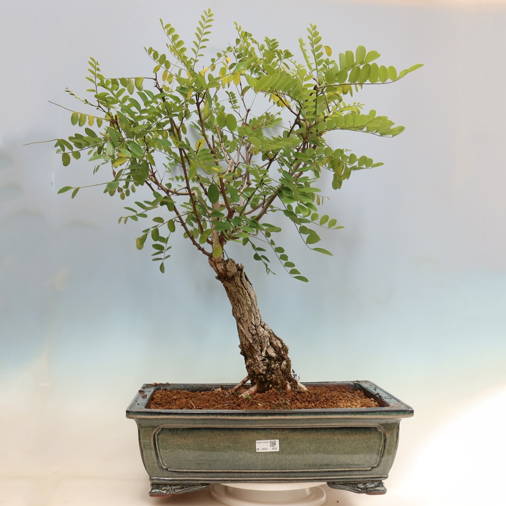 Vonkajší bonsai – trnovník akát – Robinia pseudoacacia