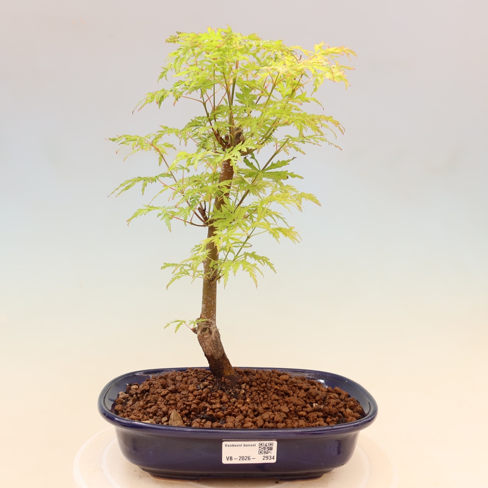 Vonkajší bonsai – Acer palmatum Dissectum – javor dlaňolistý 