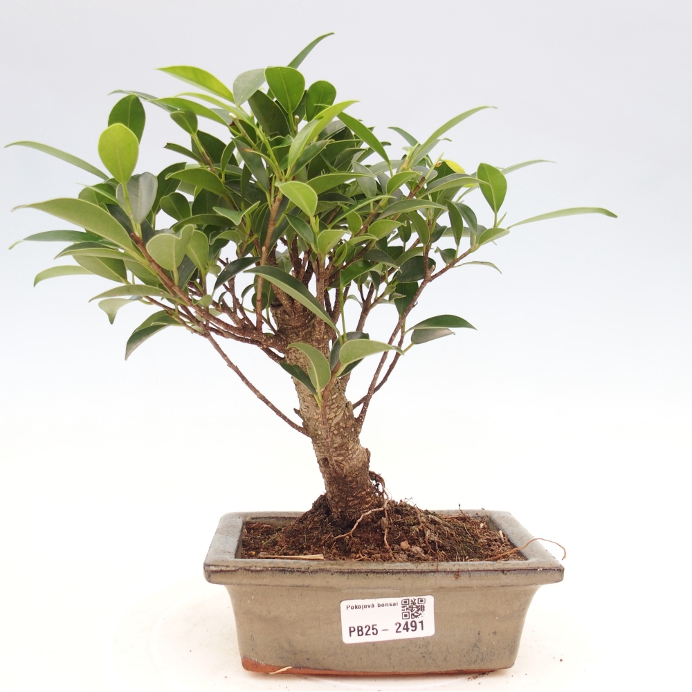 Izbová bonsai - Ficus retusa - malolistý fikus