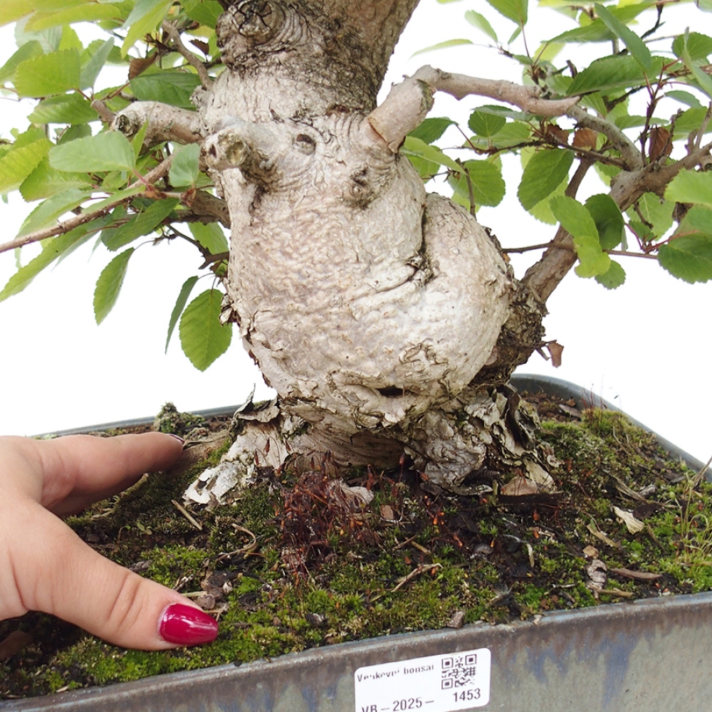 Vonkajší bonsai -Carpinus CARPINOIDES - Hrab kórejský