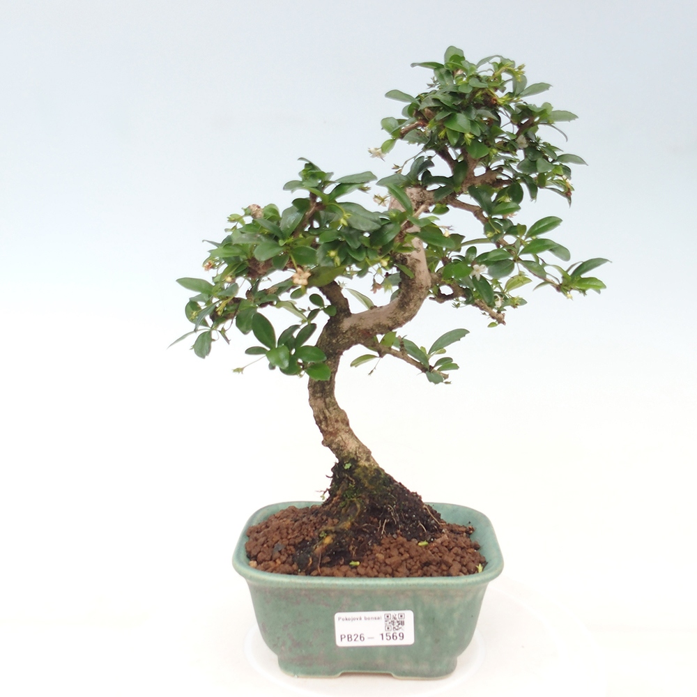 Izbové bonsaje - Carmona macrophylla - Tea fuki