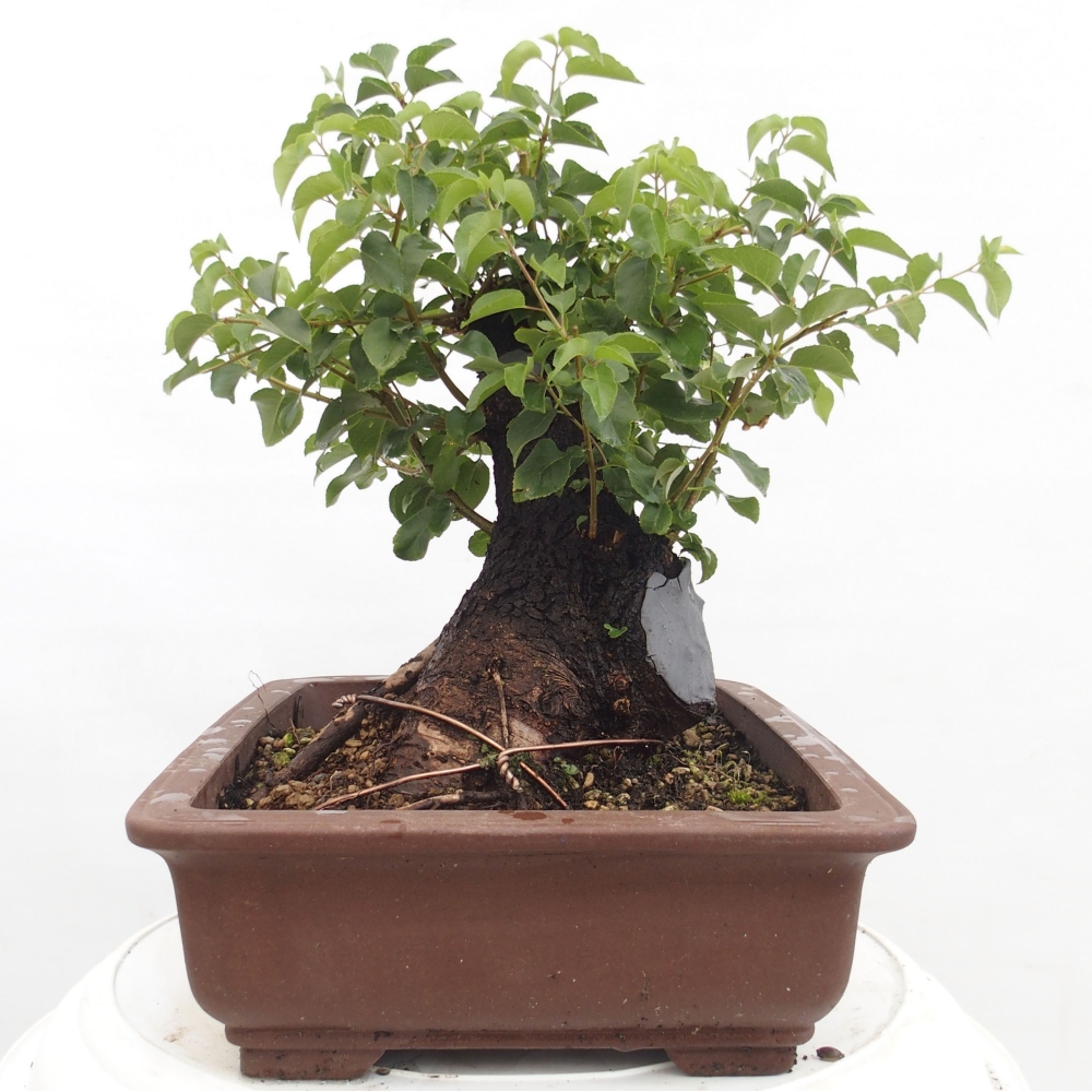 Vonkajšie bonsai - Mahalebka - Prunus mahalieb