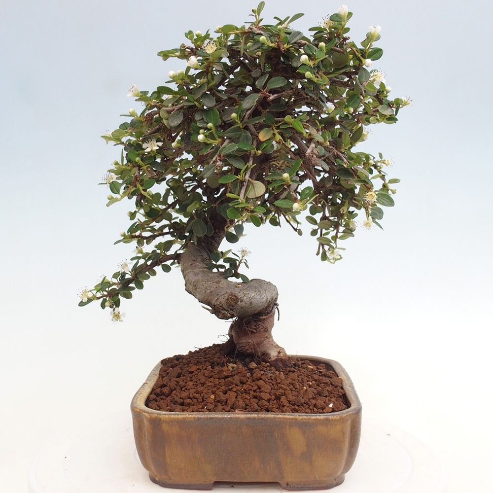 Vonkajší bonsai-Cotoneaster dammeri - Skalník Damerov