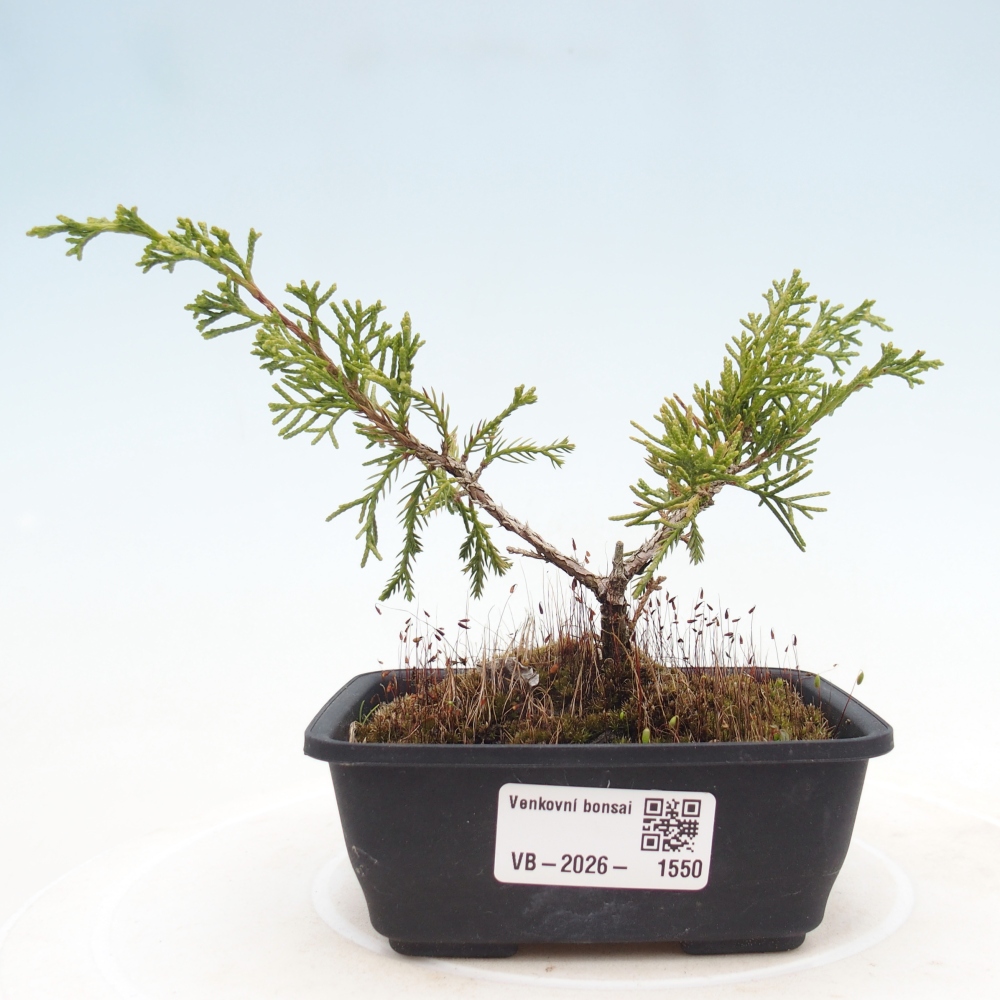 Vonkajší bonsaj - Juniperus chinensis Itoigawa
