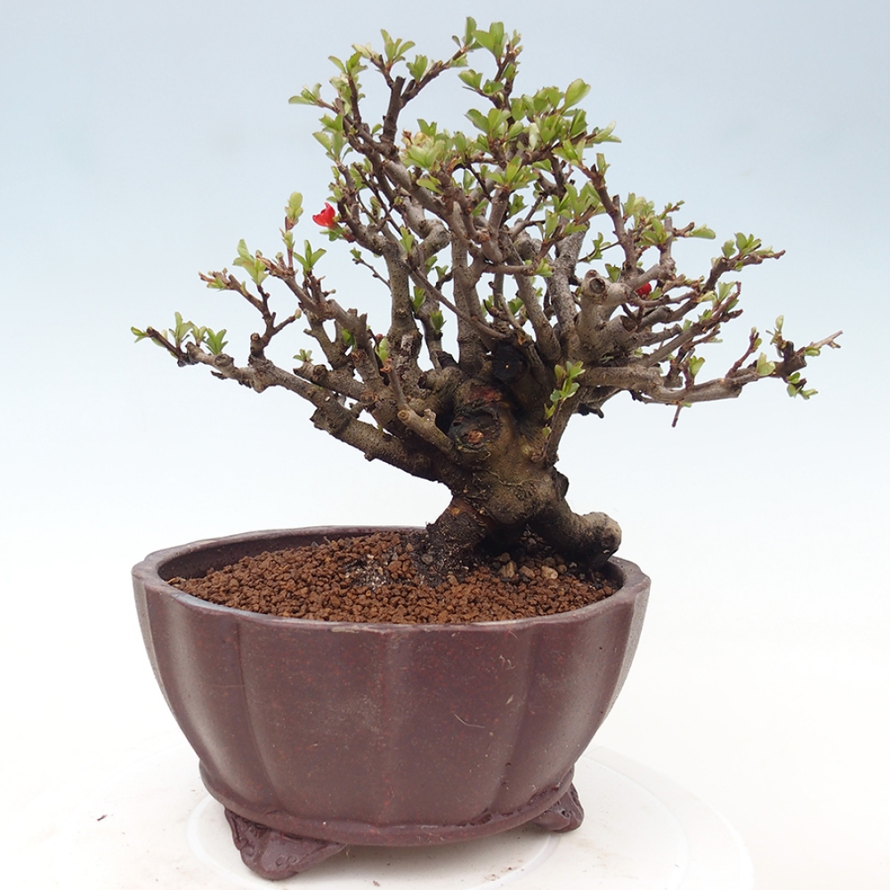 Vonkajšie bonsaje - Chaneomeles speciosa - Kdoule